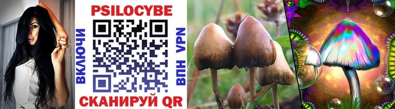 дарк нет какой сайт  продажа наркотиков  Зеленоградск  Псилоцибиновые грибы MAGIC MUSHROOMS 